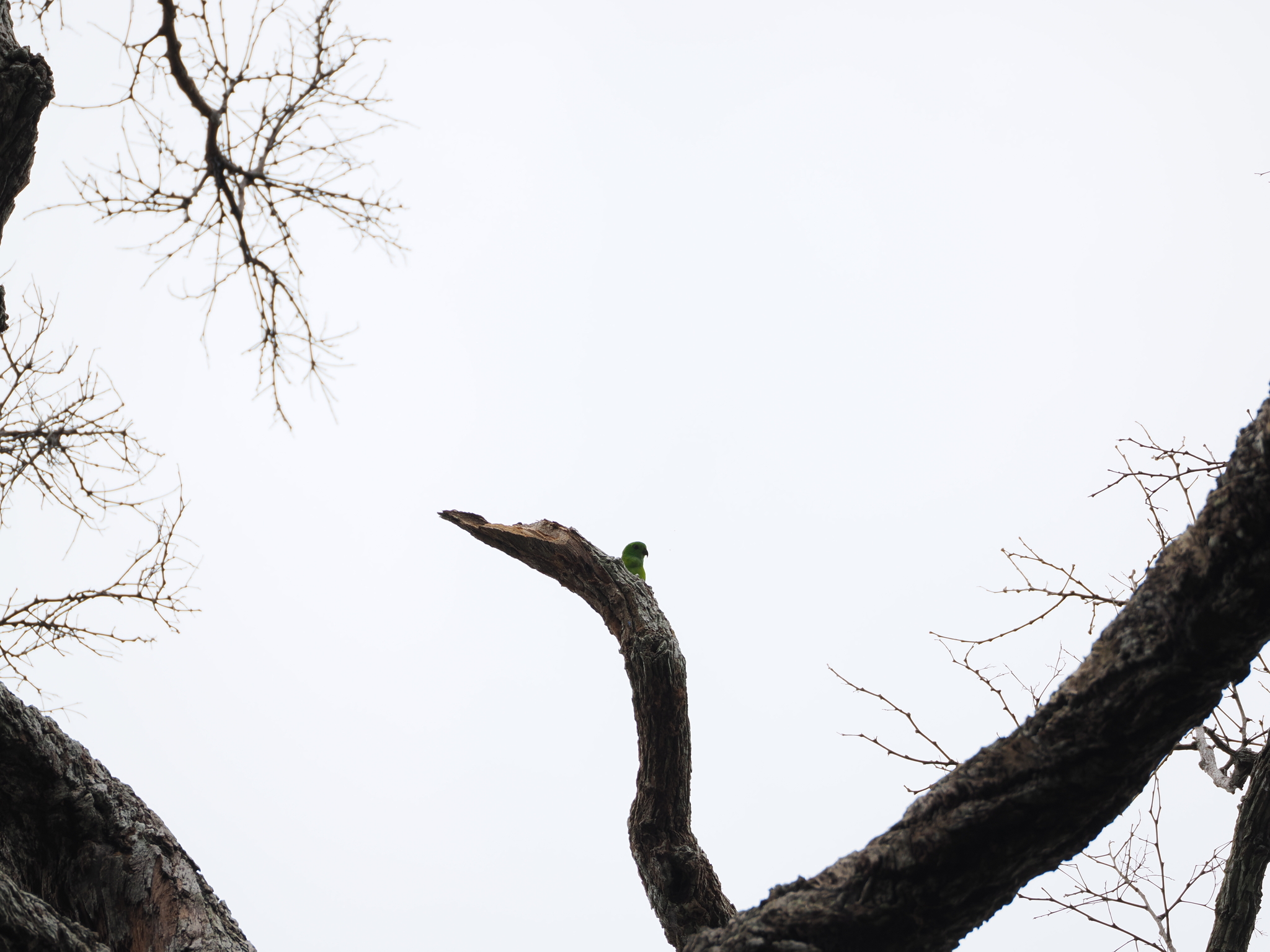 Blue-crowned Hanging Parrot