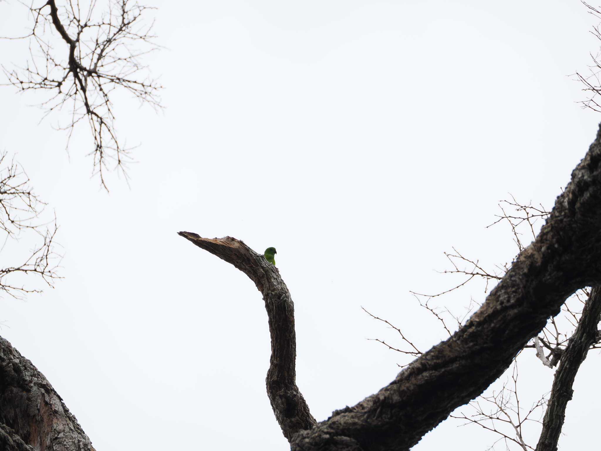 Blue-crowned Hanging Parrot