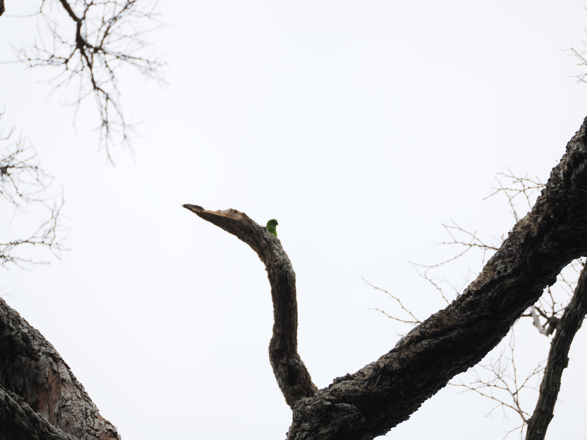 Blue-crowned Hanging Parrot