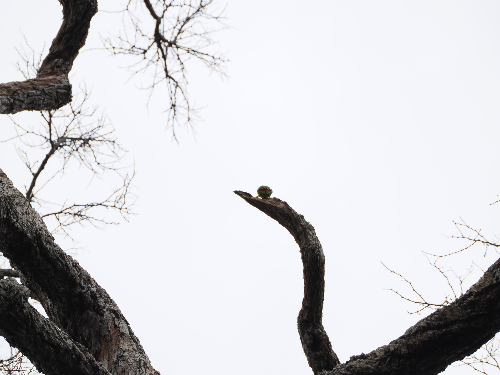 Blue-crowned Hanging Parrot