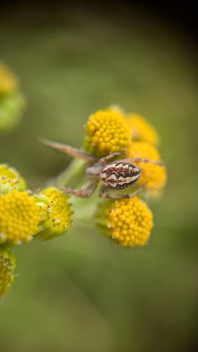 Bordered Orbweaver, Noordwijkerhout, Nederland, photo 6 of 10