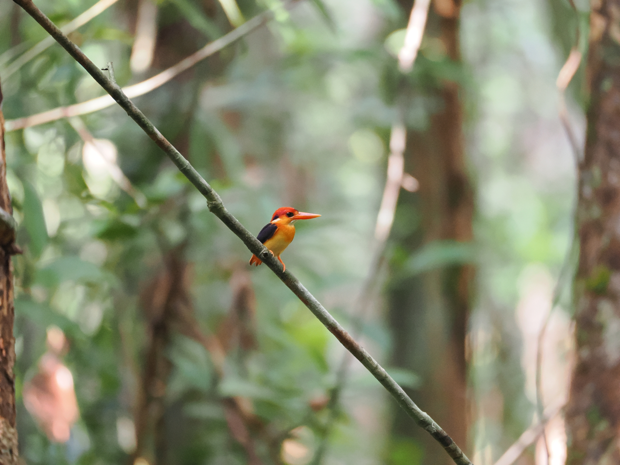 Black-backed Dwarf Kingfisher