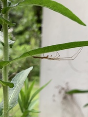 Tetragnatha elongata