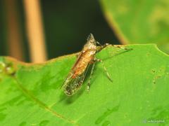 Orthopagus splendens