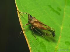 Orthopagus splendens