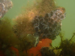 Botryllus schlosseri