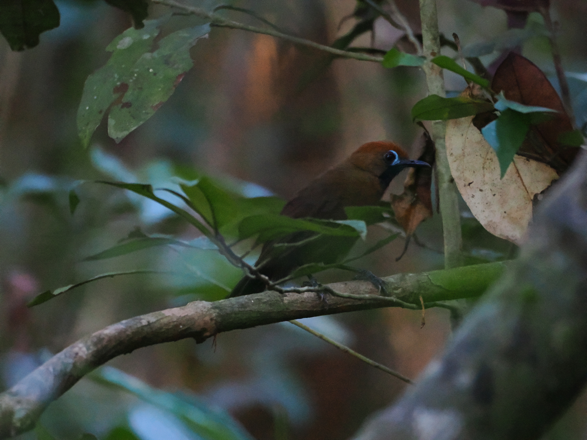 Fluffy-backed Tit-Babbler (Macronus ptilosus), photo 6