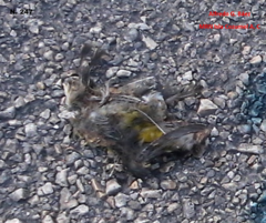 Coereba flaveola caboti