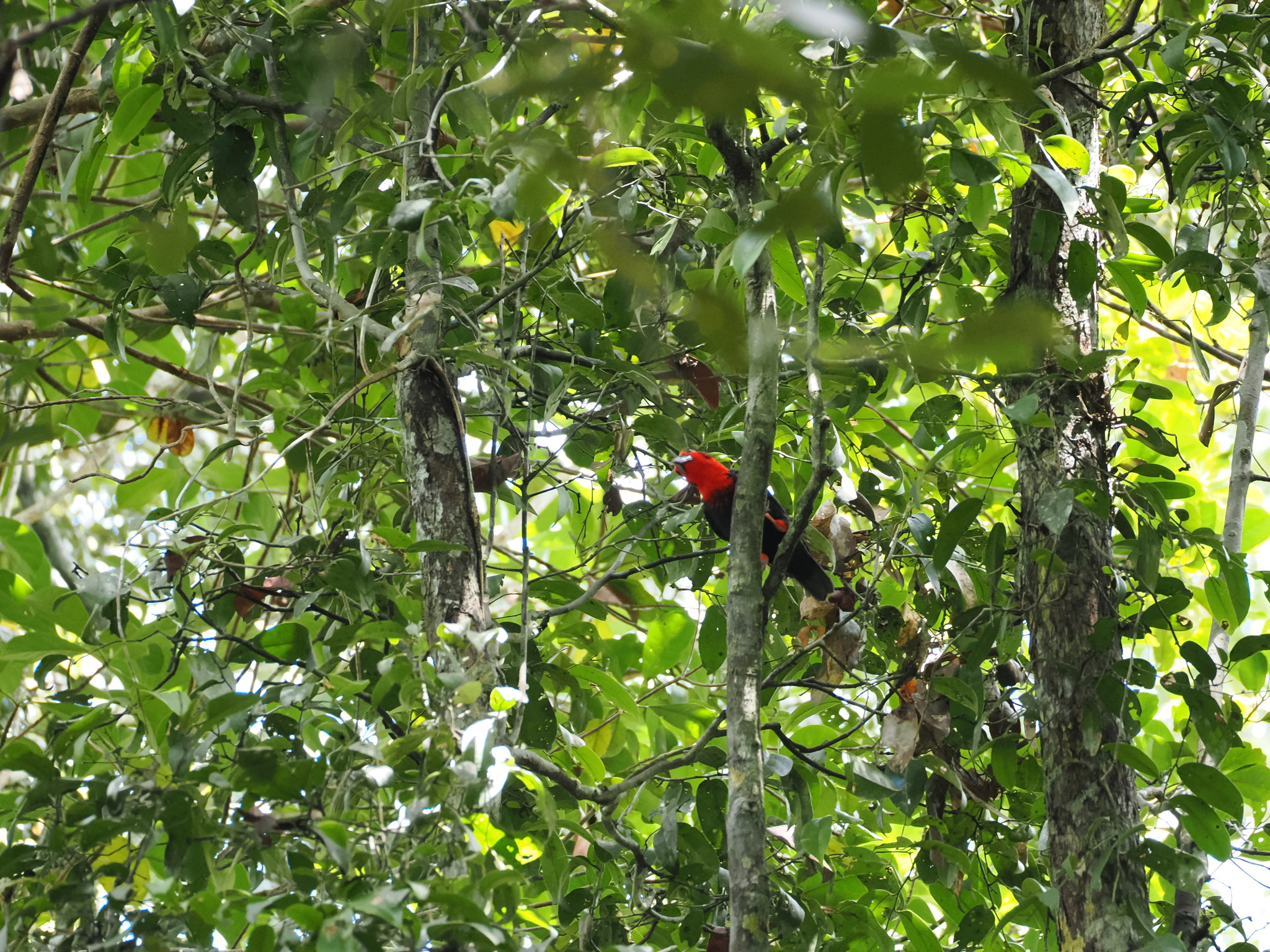 Bornean Bristlehead (Pityriasis gymnocephala), photo 3