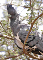 Corythaixoides leucogaster