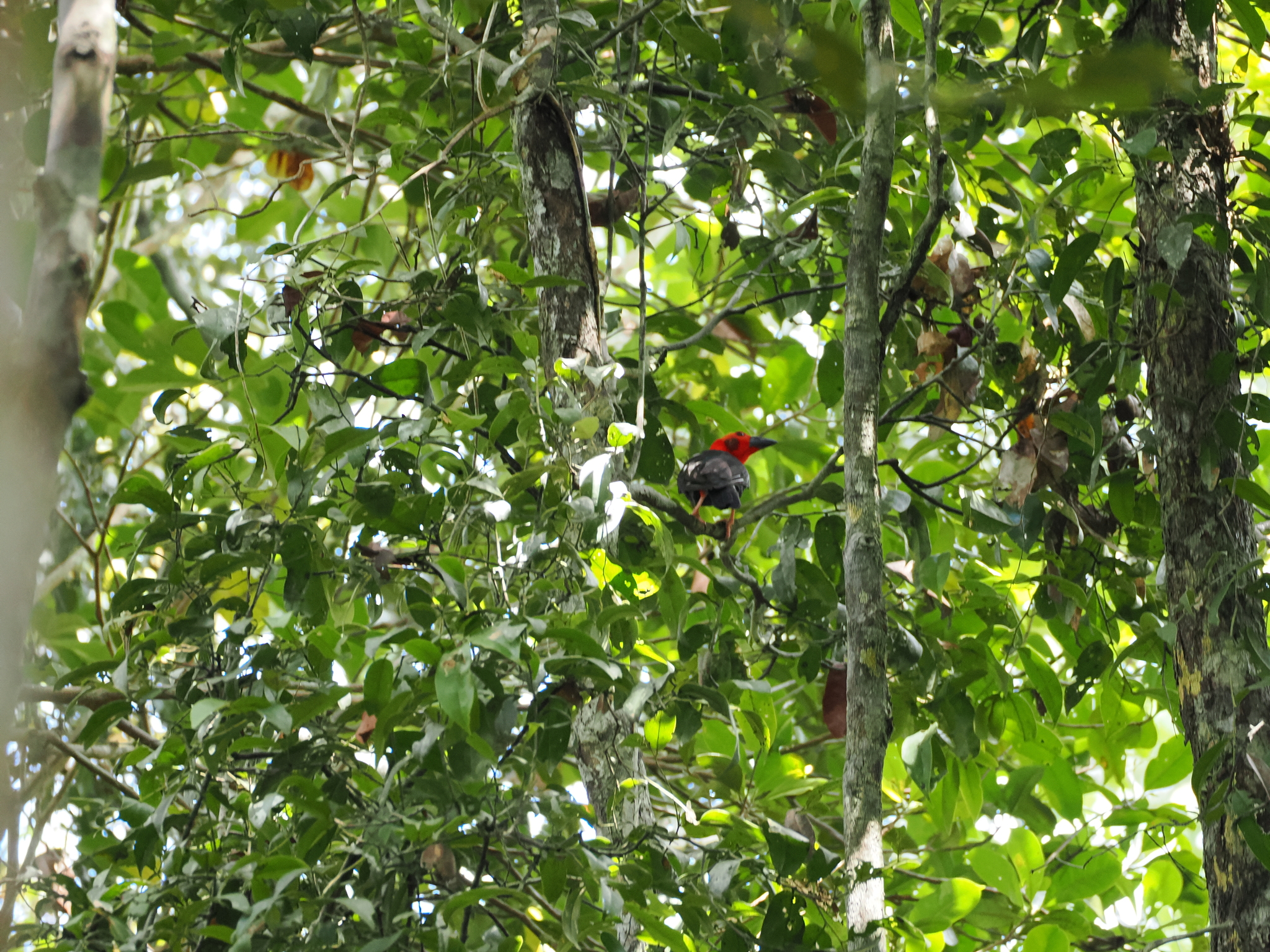Bornean Bristlehead (Pityriasis gymnocephala), photo 2