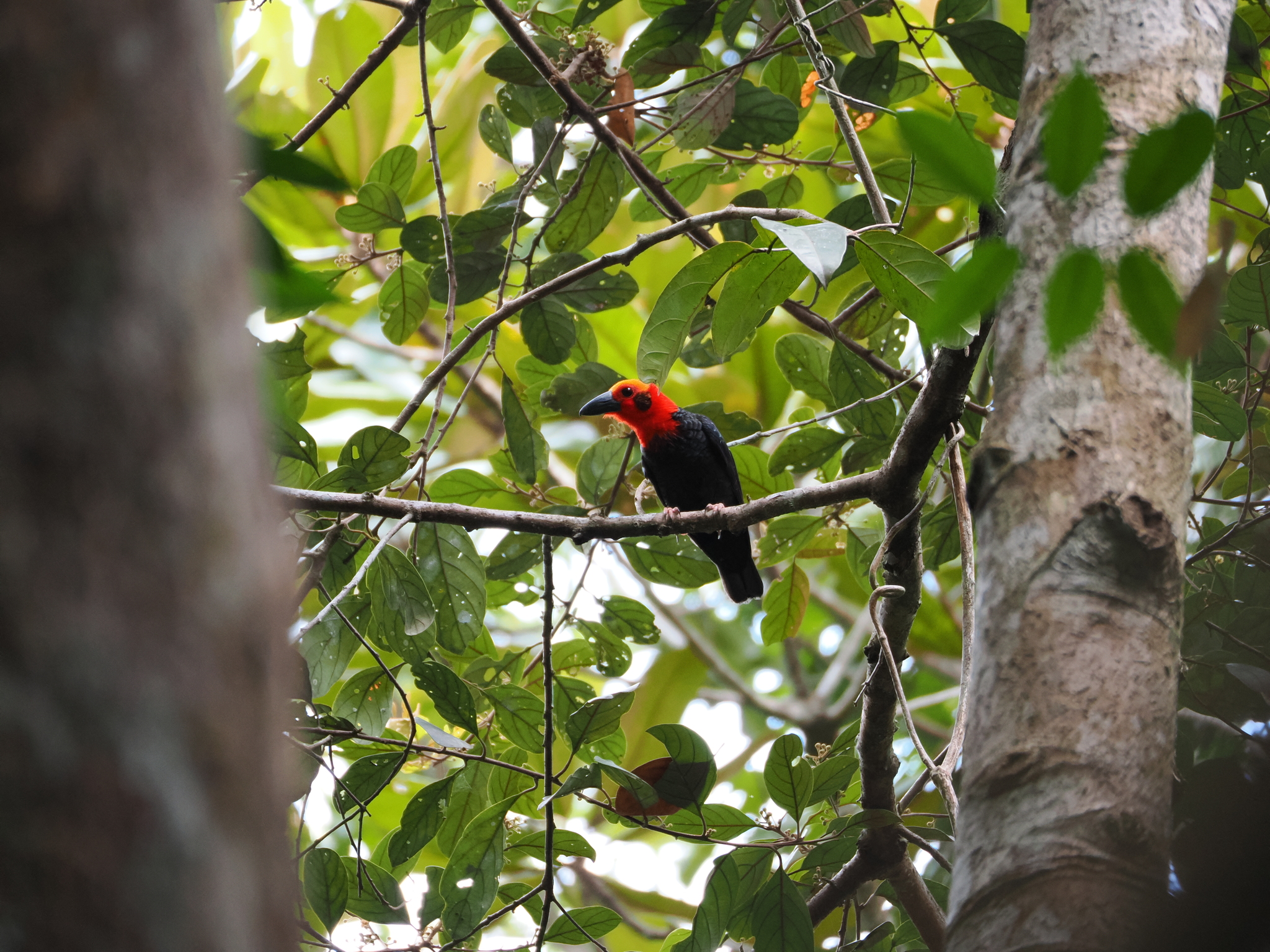 Bornean Bristlehead (Pityriasis gymnocephala), photo 4