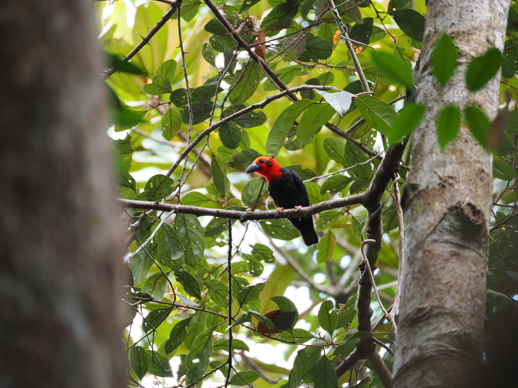 Bornean Bristlehead (Pityriasis gymnocephala), photo 5