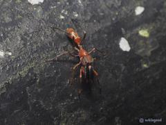 Myrmarachne formosana