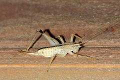 Ateloplus notatus