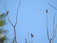 Haemorhous purpureus