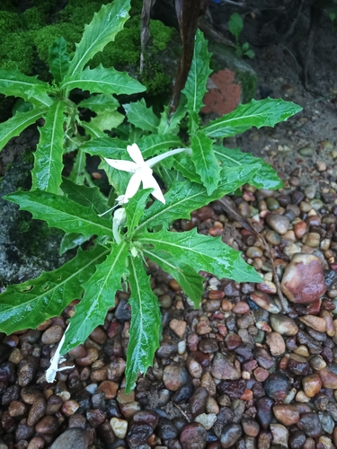 Star of Bethlehem