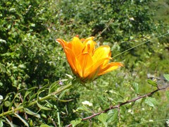 Lilium bulbiferum
