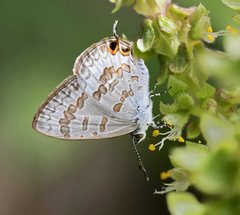 Catopyrops florinda