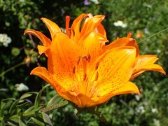 Lilium bulbiferum