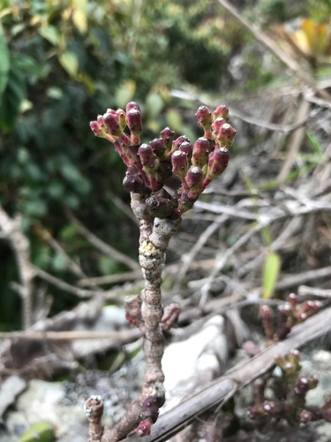 Hatiora salicornoides