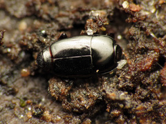 Platylomalus aequalis