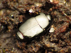 Platylomalus aequalis