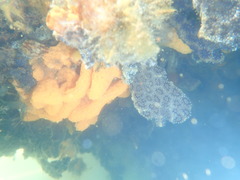 Botryllus schlosseri