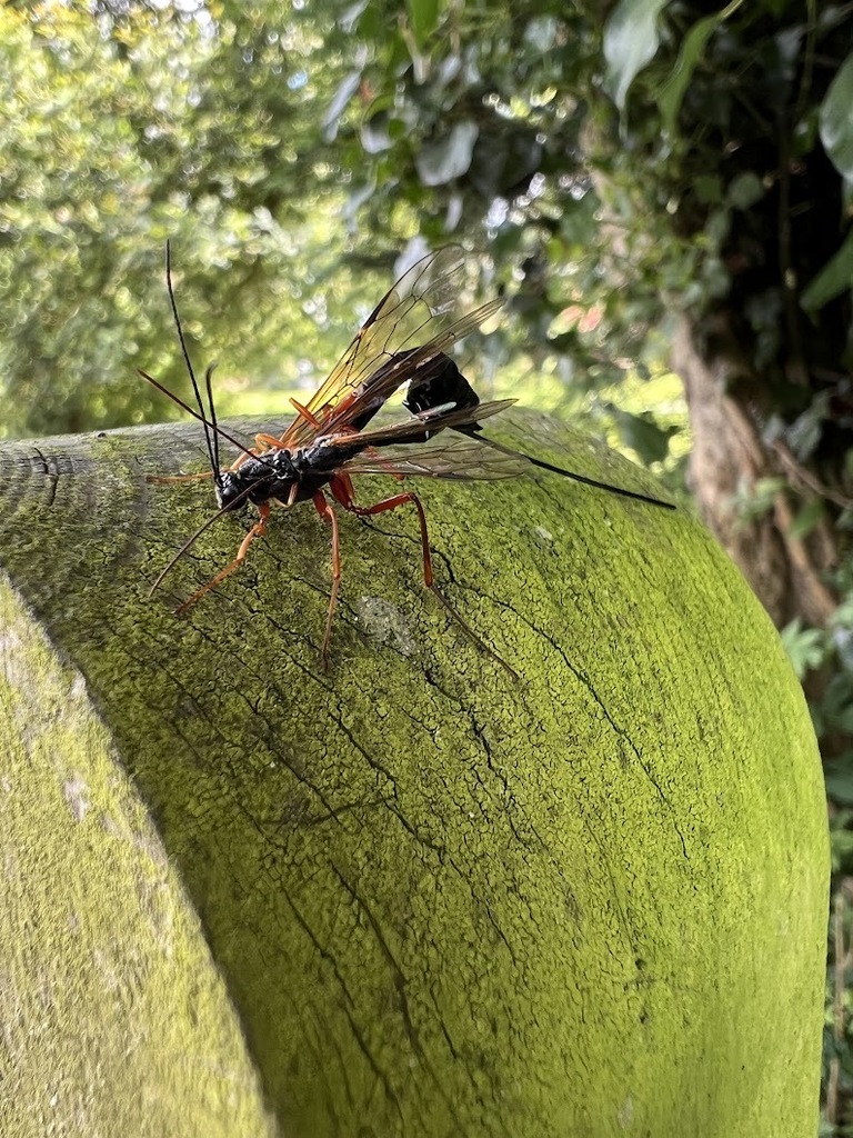 Dolichomitus speciosus