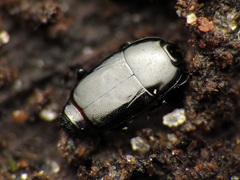 Platylomalus aequalis
