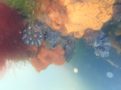 Botryllus schlosseri