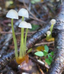 Mycena subviscosa