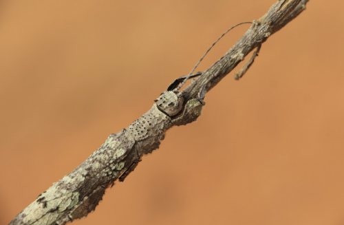 Prisopus ohrtmanni