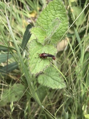Physocephala burgessi