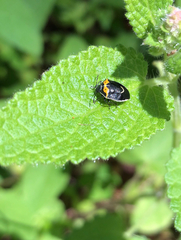 Cosmopepla conspicillaris