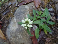 Prunella laciniata