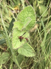 Physocephala burgessi