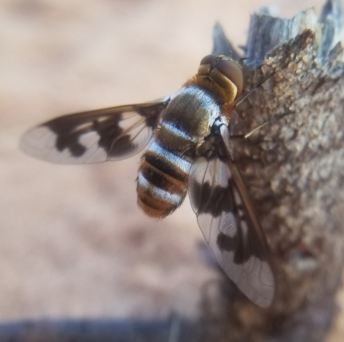 Band-winged Bee Fly photo 3