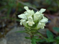 Prunella laciniata
