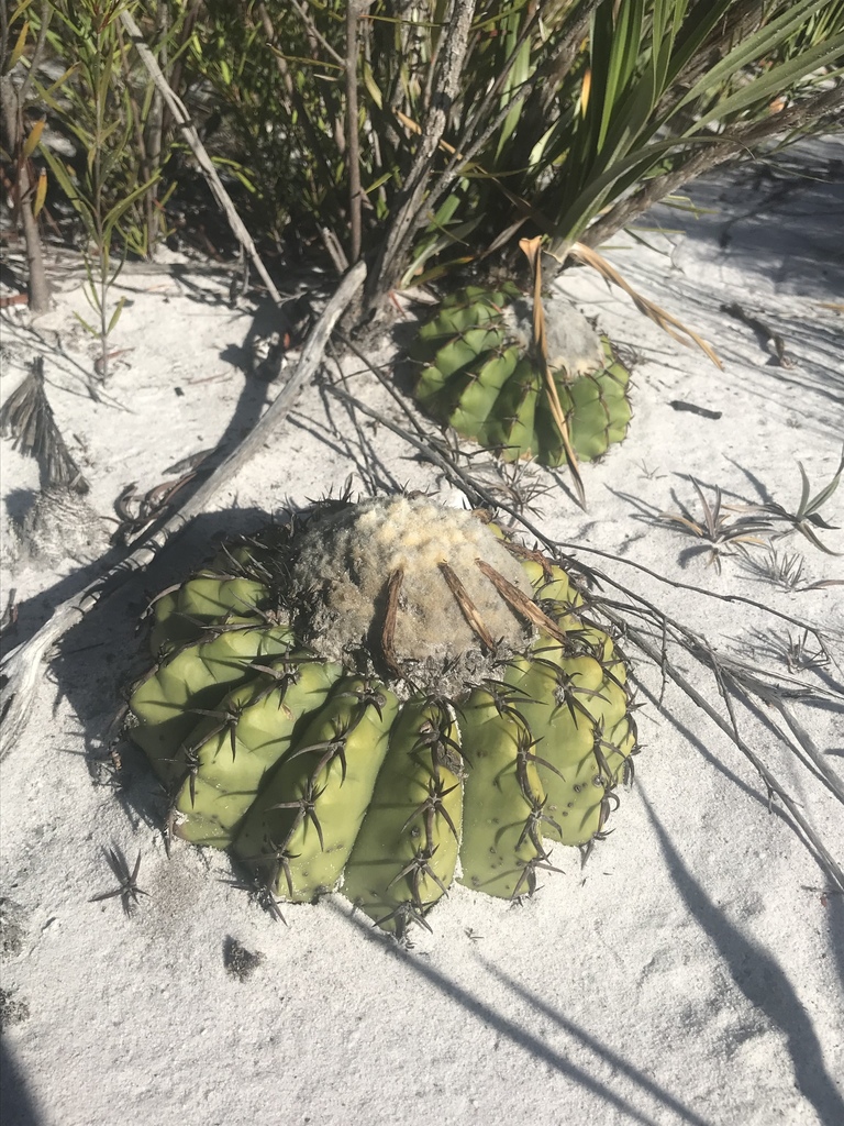 Discocactus