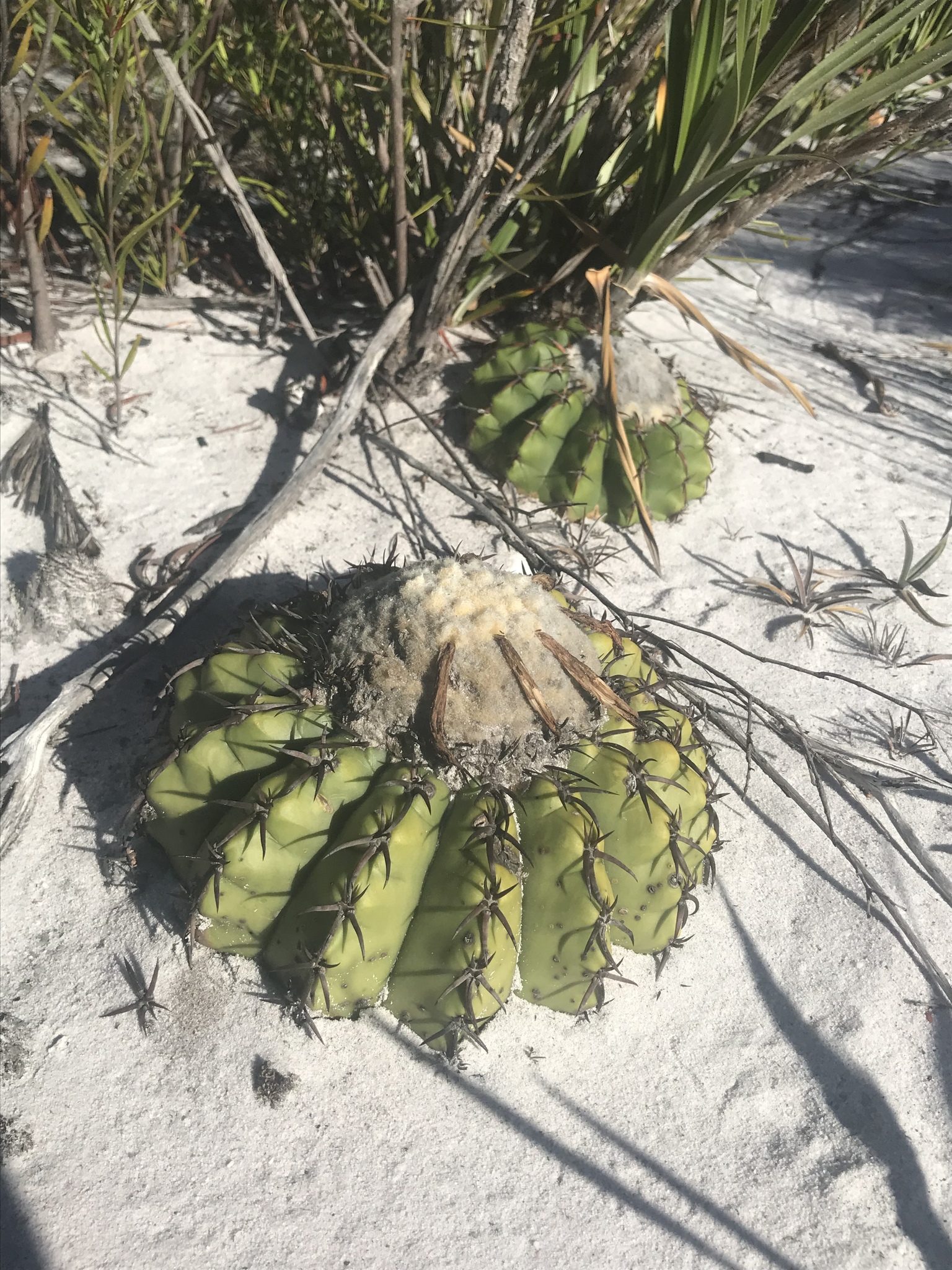 Discocactus