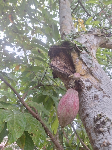 cacao tree
