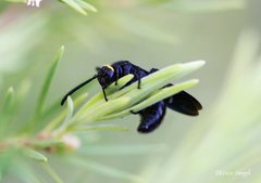 Laeviscolia frontalis