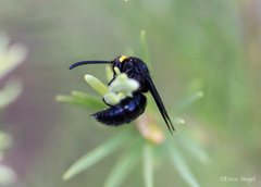 Laeviscolia frontalis