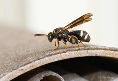 Leucospis