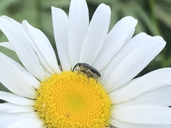 Odontocorynus umbellae