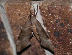 Coequosa australasiae