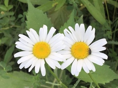 Odontocorynus umbellae