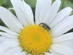 Odontocorynus umbellae