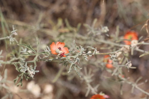 Juniper Globemallow (Sphaeralcea digitata)